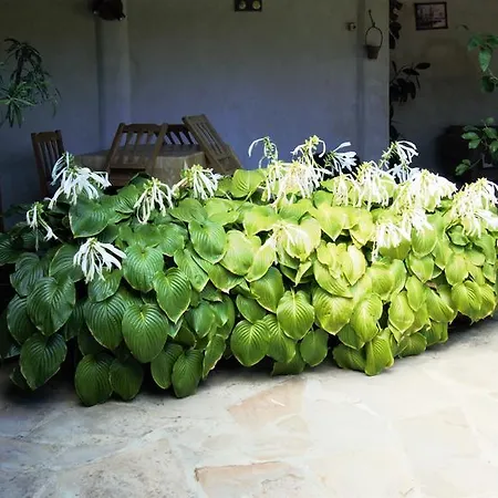 Atanasovi House بيت ضيافة شكوربيلوفتسي