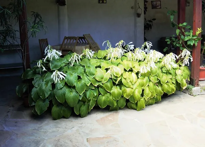 Atanasovi House Casa de hóspedes Shkorpilovtsi